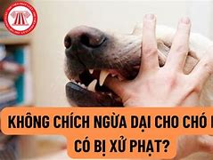 Chích Ngừa Dại Cho Mèo